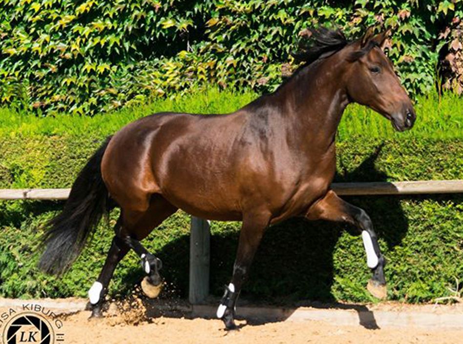 Etalons Semence disponible Chevaux à la vente Haras du Coussoul