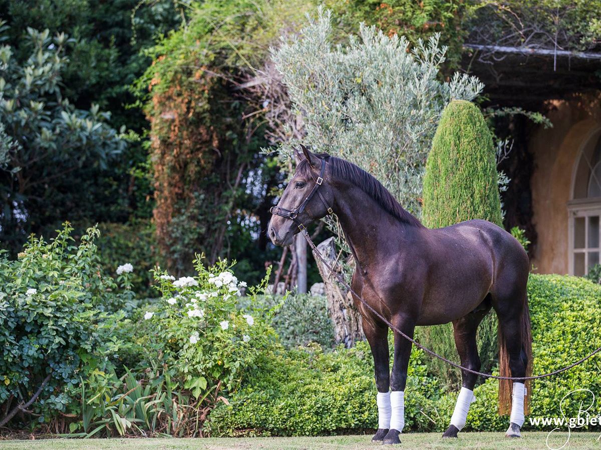 Haras du Coussoul Contact