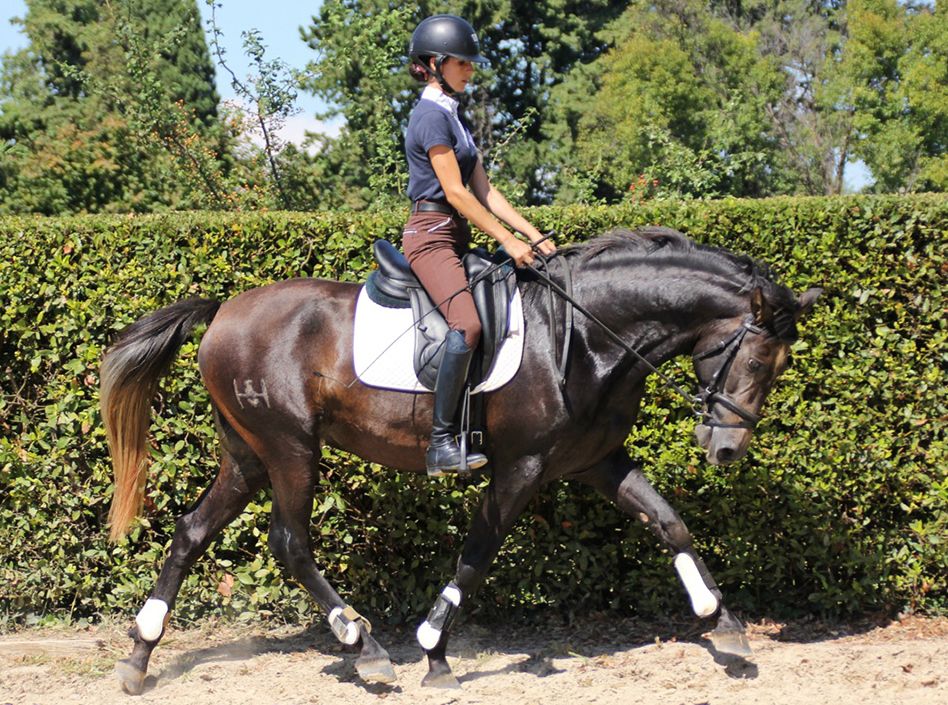 Etalons Semence disponible Chevaux à la vente Haras du Coussoul