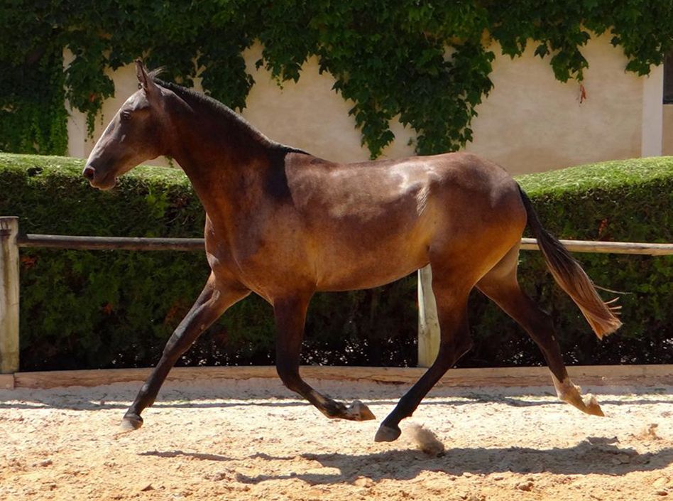 Domencia Etalons Semence disponible Chevaux à la vente Haras du Coussoul