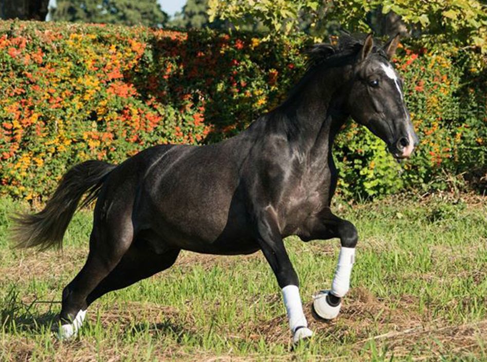 Etalons Semence disponible Chevaux à la vente Haras du Coussoul