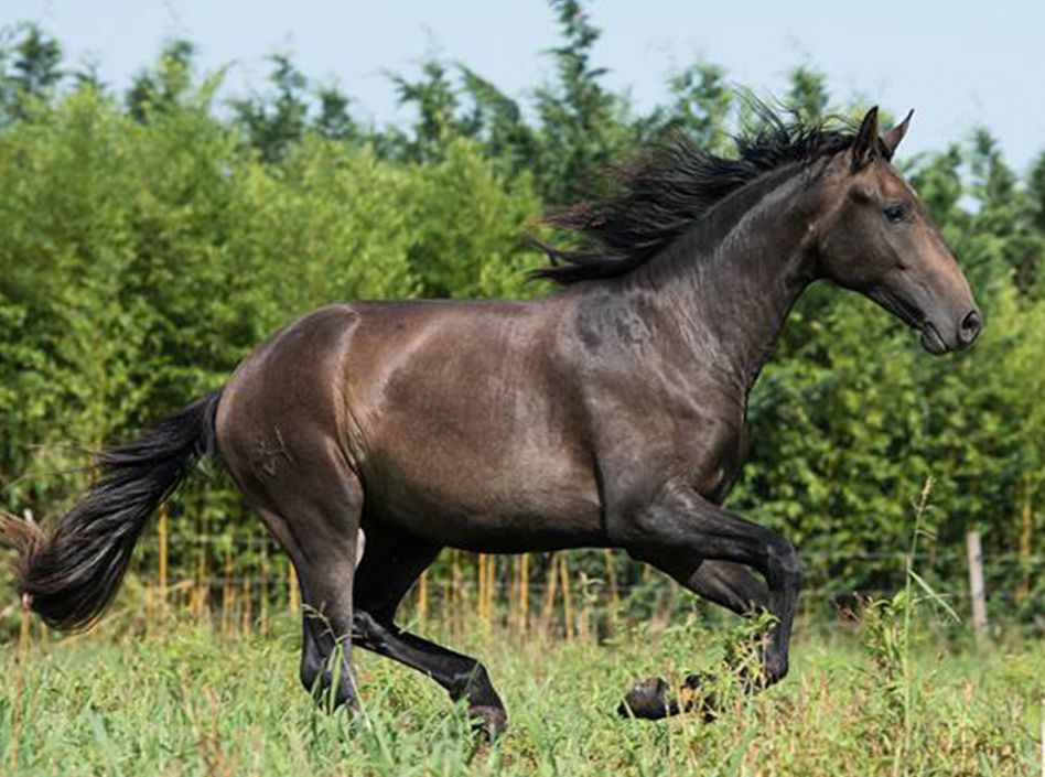 Etalons Semence disponible Chevaux à la vente Haras du Coussoul