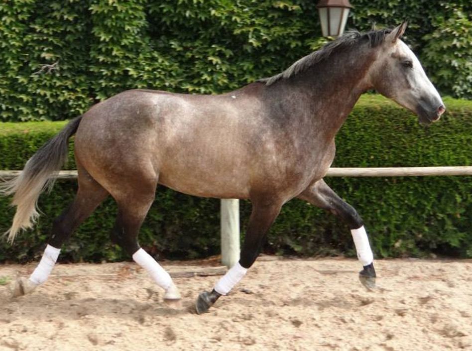 El-quaterback Etalons Semence disponible Chevaux à la vente Haras du Coussoul