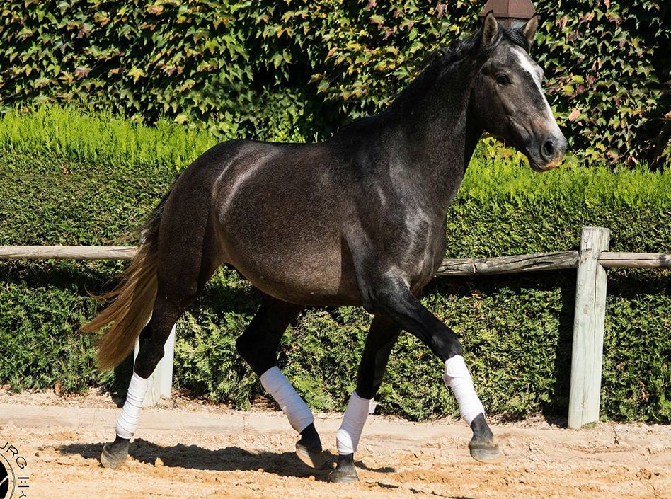 Etalons Semence disponible Chevaux à la vente Haras du Coussoul