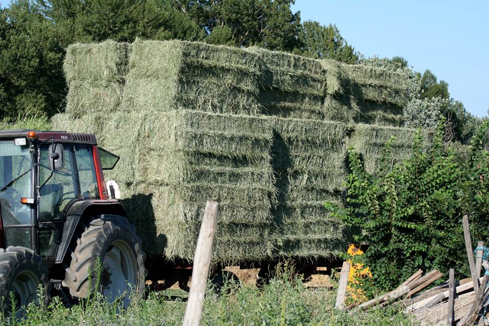 Vente & achat de foin de Crau - Etablissements DIÉ