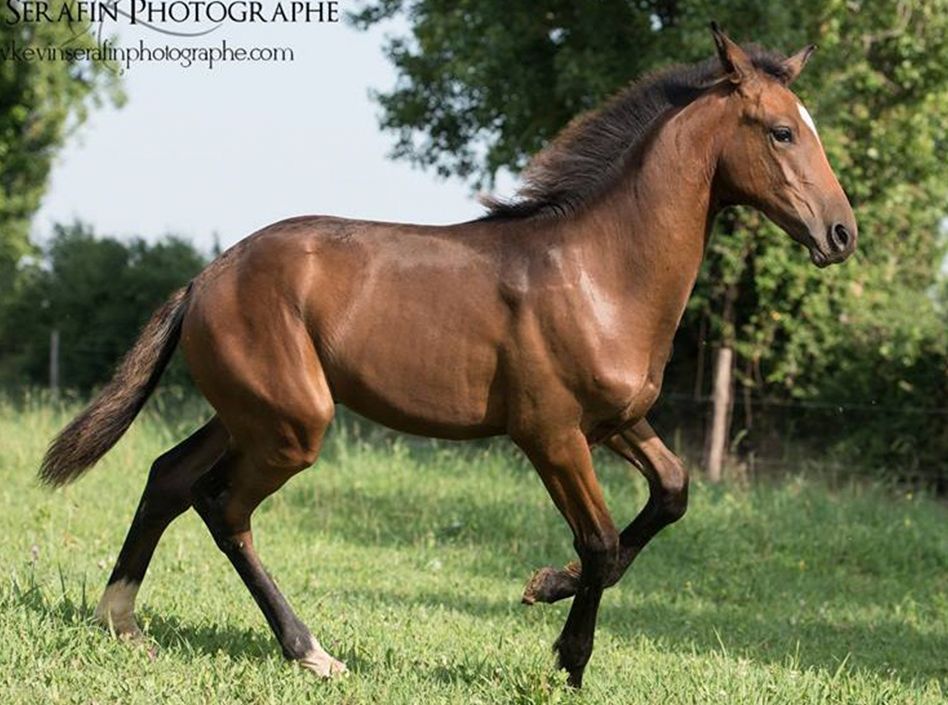 Etalons Semence disponible Chevaux à la vente Haras du Coussoul