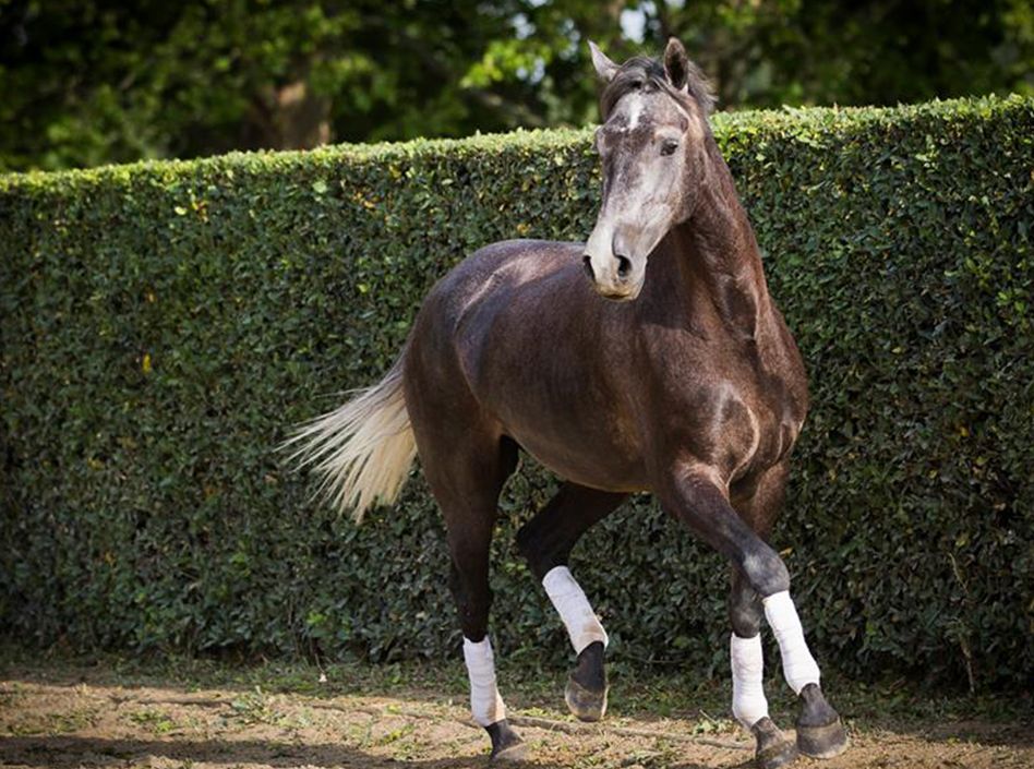 Etalons Semence disponible Chevaux à la vente Haras du Coussoul