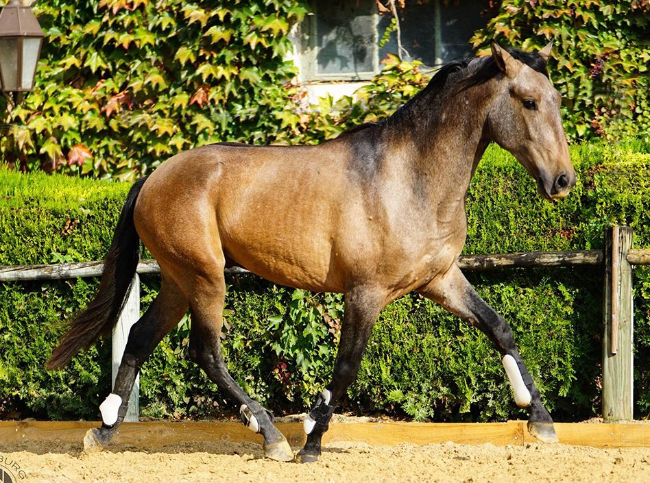 Etalons Semence disponible Chevaux à la vente Haras du Coussoul