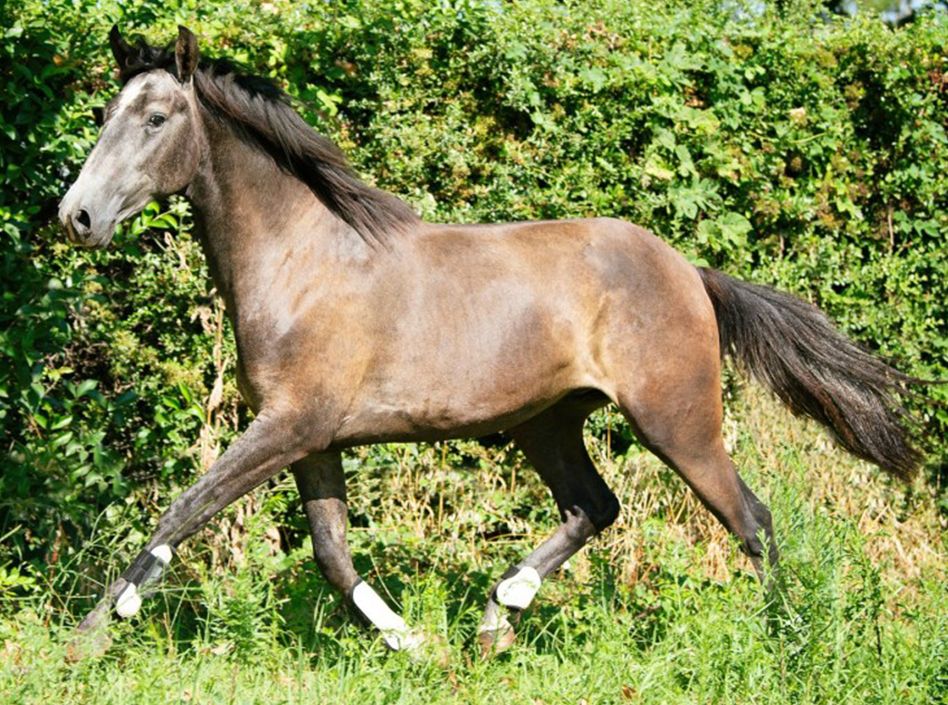 galilee Etalons Semence disponible Chevaux à la vente Haras du Coussoul
