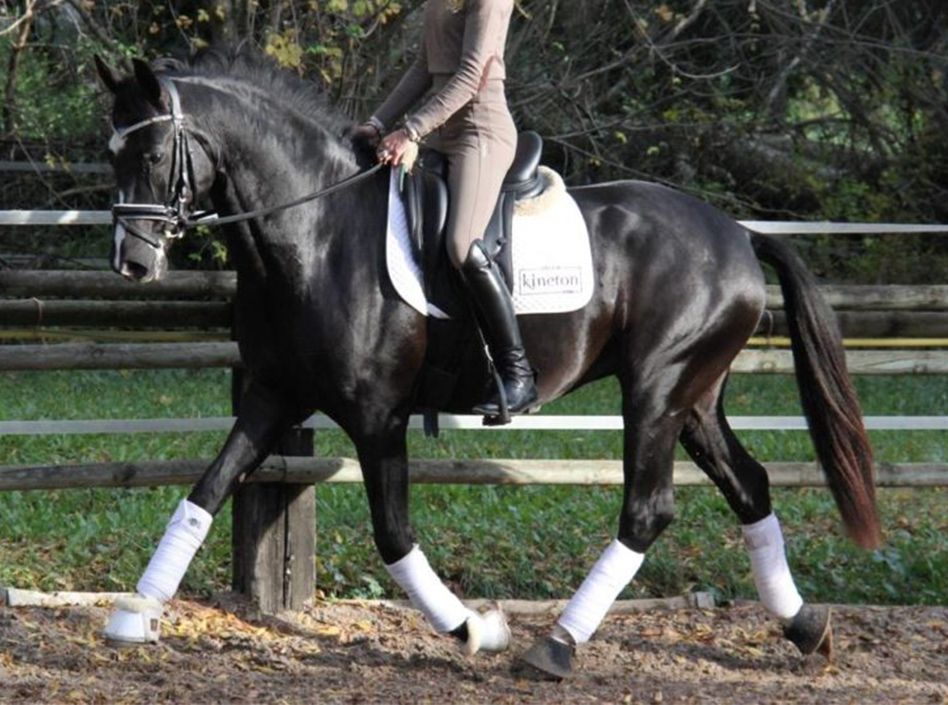 Etalons Semence disponible Chevaux à la vente Haras du Coussoul