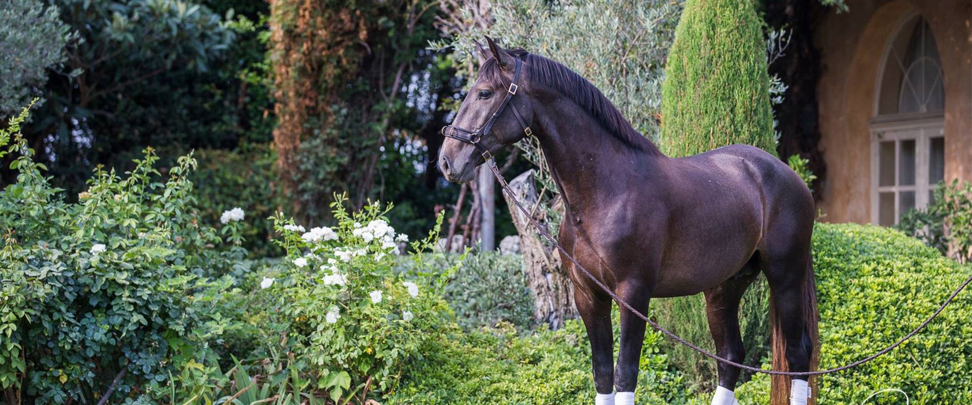 Chevauxalavente Etalons Semence disponible Chevaux à la vente Haras du Coussoul