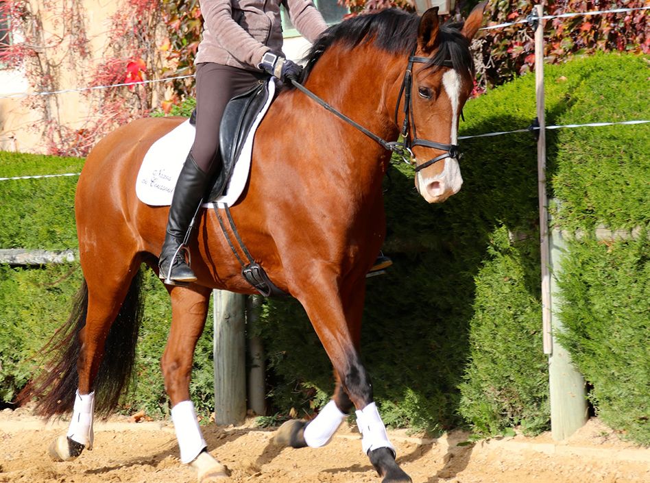 Colomba Etalons Semence disponible Chevaux à la vente Haras du Coussoul