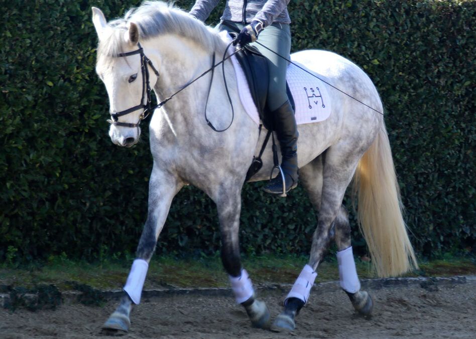Night Dancer du Coussoul