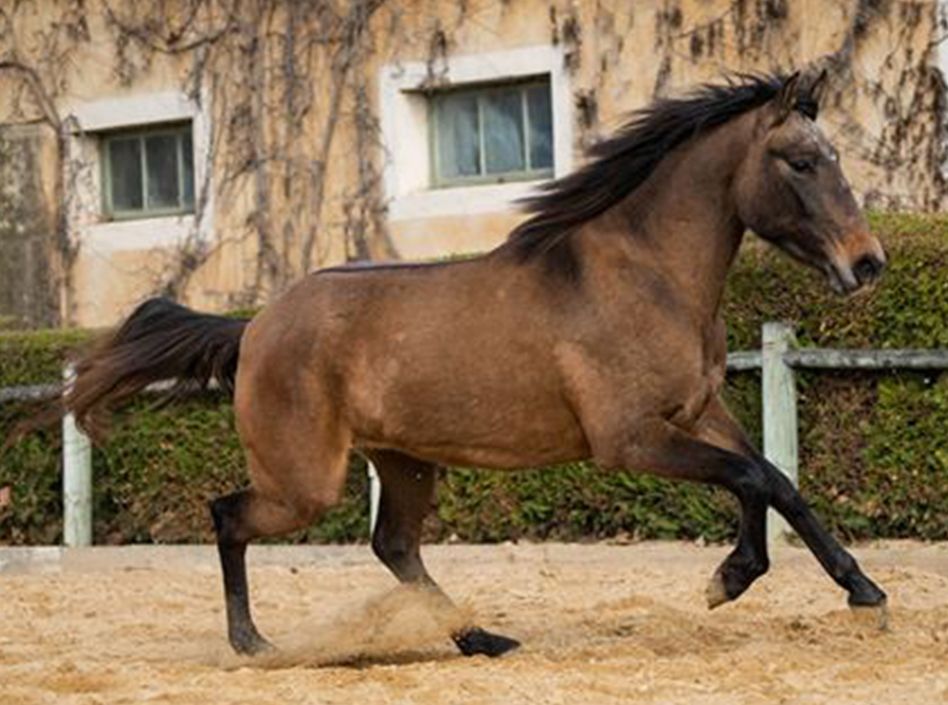 Helias Etalons Semence disponible Chevaux à la vente Haras du Coussoul
