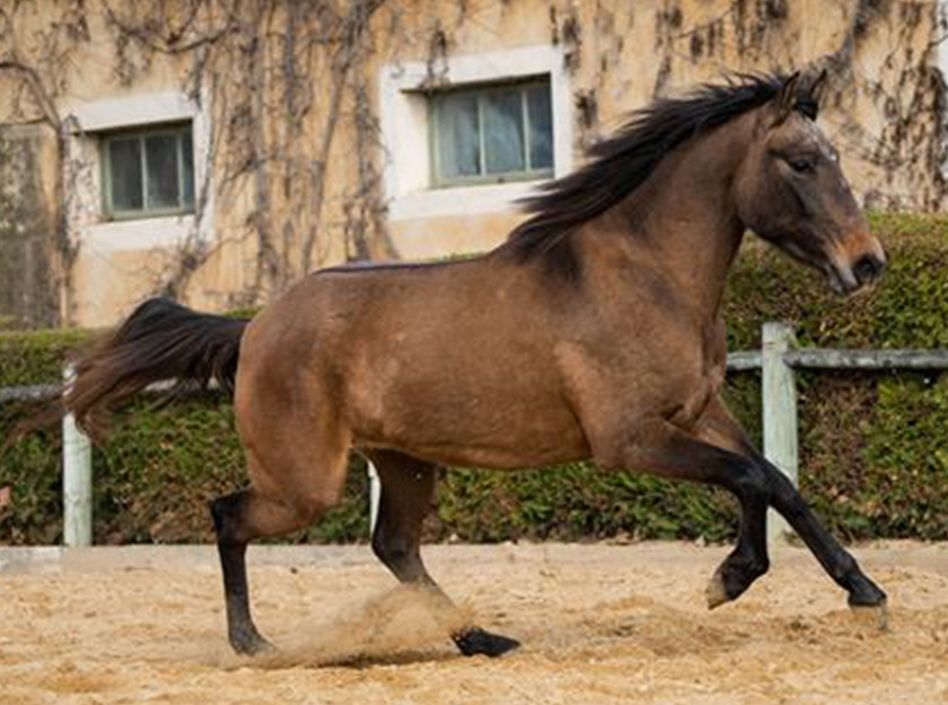 Etalons Semence disponible Chevaux à la vente Haras du Coussoul