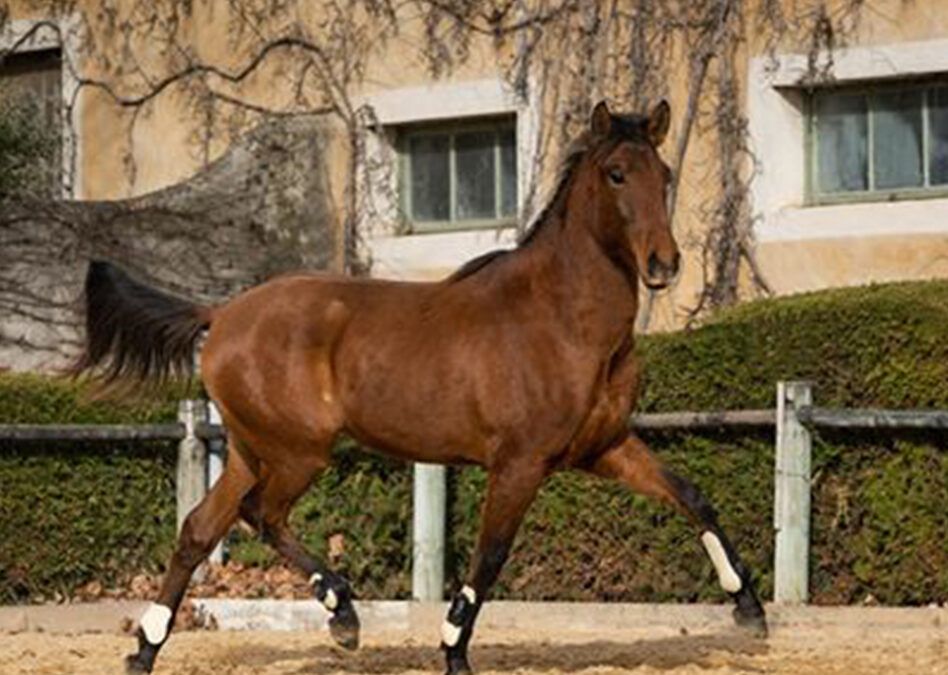 Impala du Coussoul