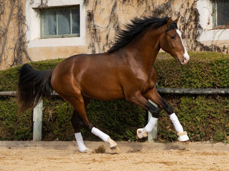 Etalons Semence disponible Chevaux à la vente Haras du Coussoul