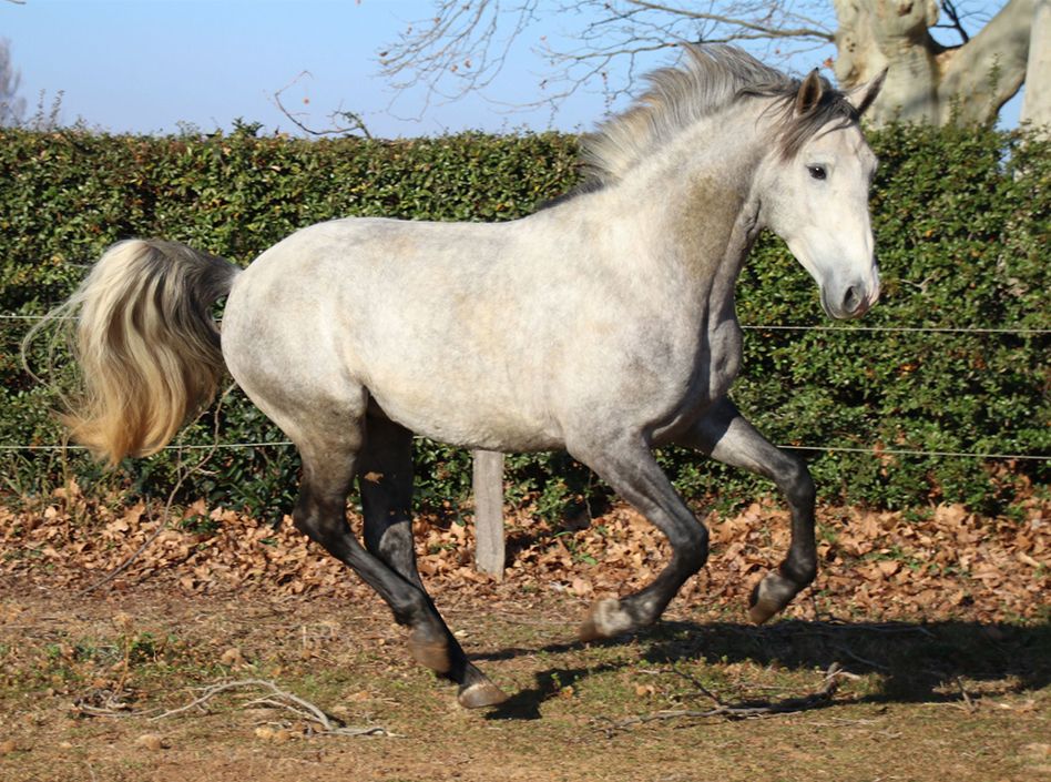 Etalons Semence disponible Chevaux à la vente Haras du Coussoul