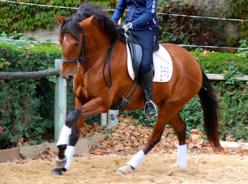 gaia Etalons Semence disponible Chevaux à la vente Haras du Coussoul