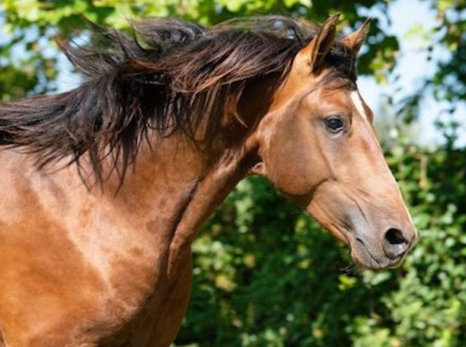 gericault Jumenterie Etalons Semence disponible Chevaux à la vente Haras du Coussoul