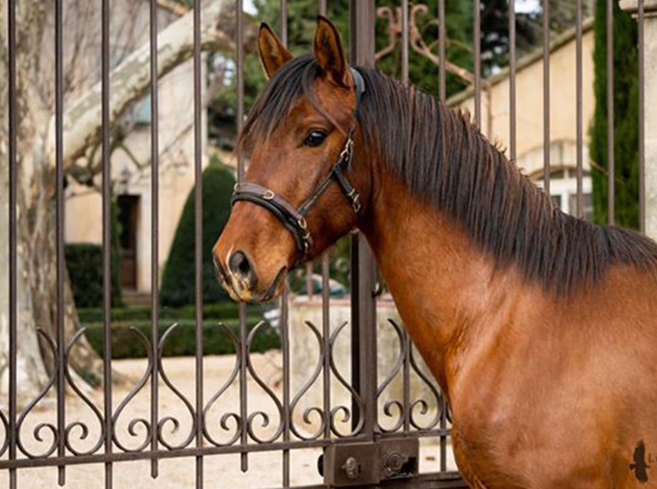 Etalons Semence disponible Chevaux à la vente Haras du Coussoul