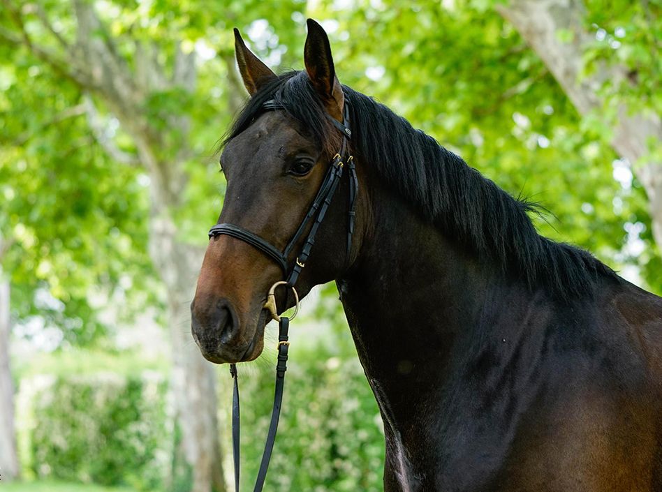 Etalons Semence disponible Chevaux à la vente Haras du Coussoul