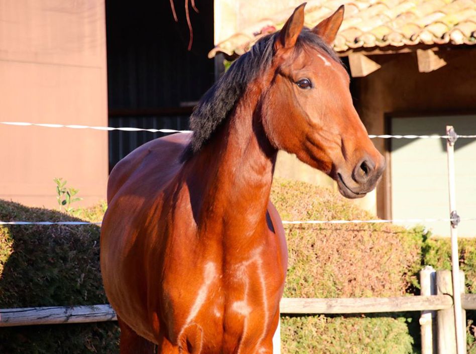 kozina Etalons Semence disponible Chevaux à la vente Haras du Coussoul