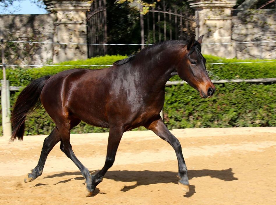 Miss Etalons Semence disponible Chevaux à la vente Haras du Coussoul