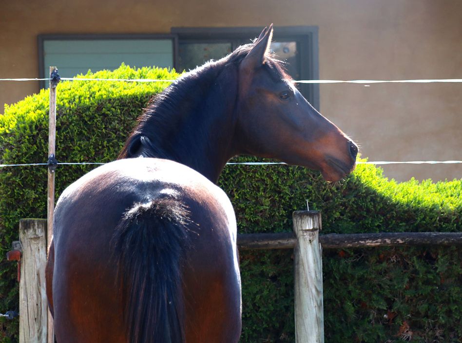 Miss1 Etalons Semence disponible Chevaux à la vente Haras du Coussoul