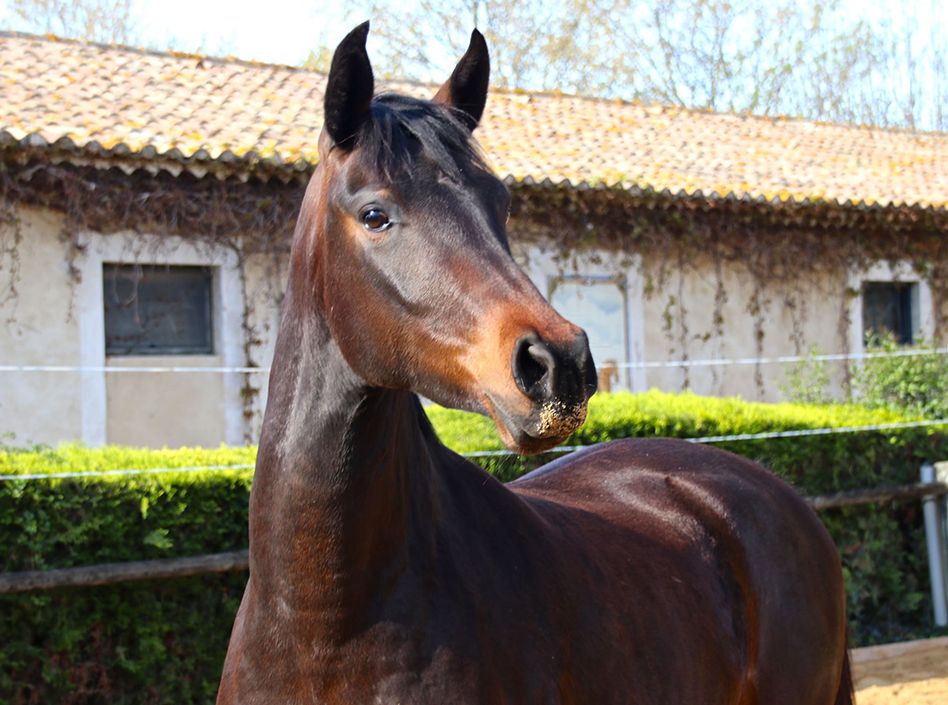 Miss3 Etalons Semence disponible Chevaux à la vente Haras du Coussoul