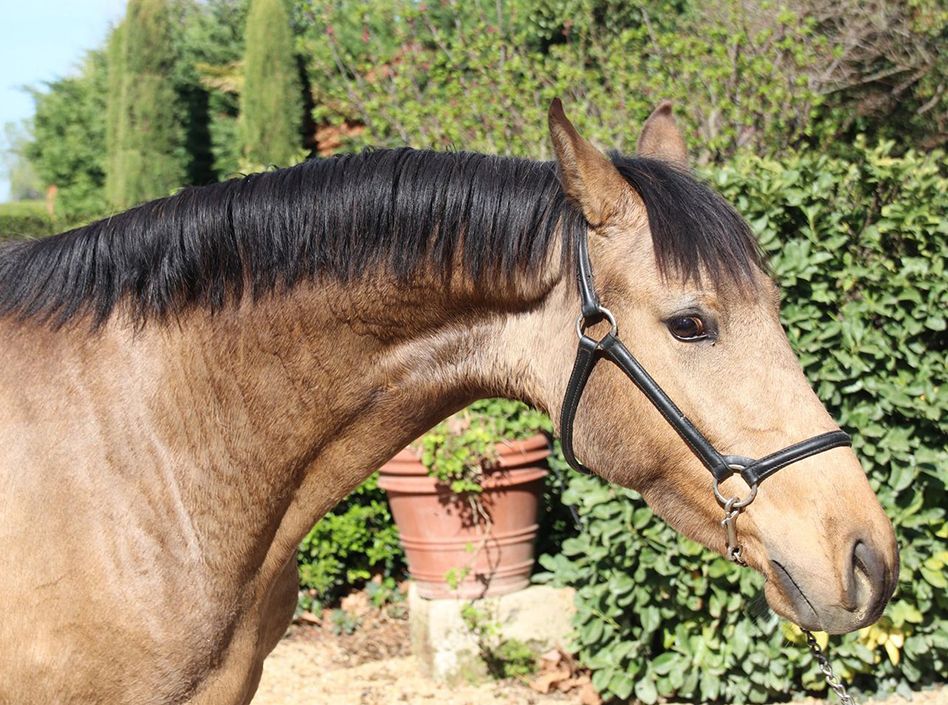 Etalons Semence disponible Chevaux à la vente Haras du Coussoul