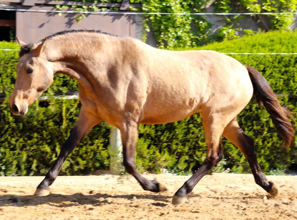 Etalons Semence disponible Chevaux à la vente Haras du Coussoul