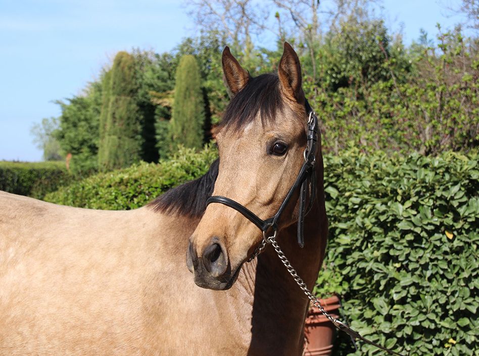 Etalons Semence disponible Chevaux à la vente Haras du Coussoul