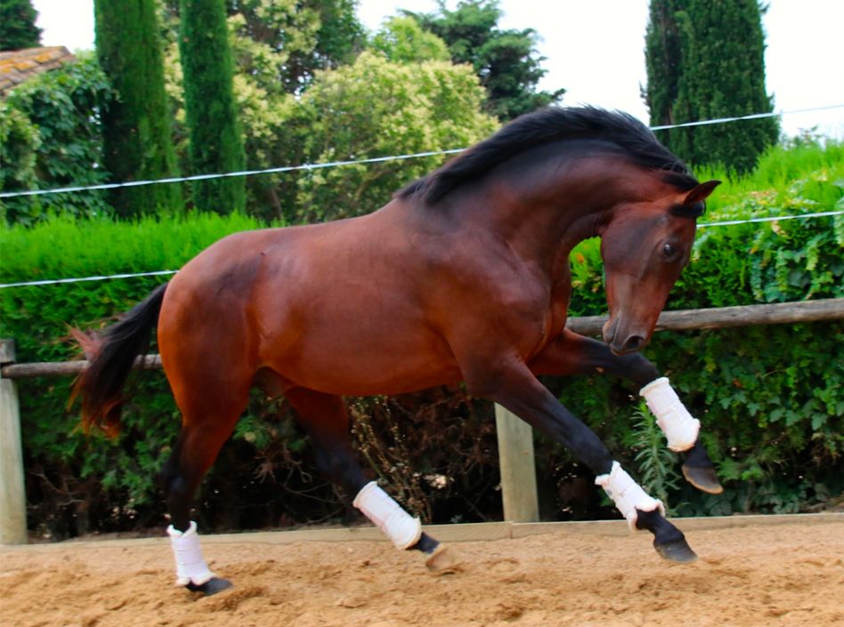 Othello Chevaux à la vente mouries Haras