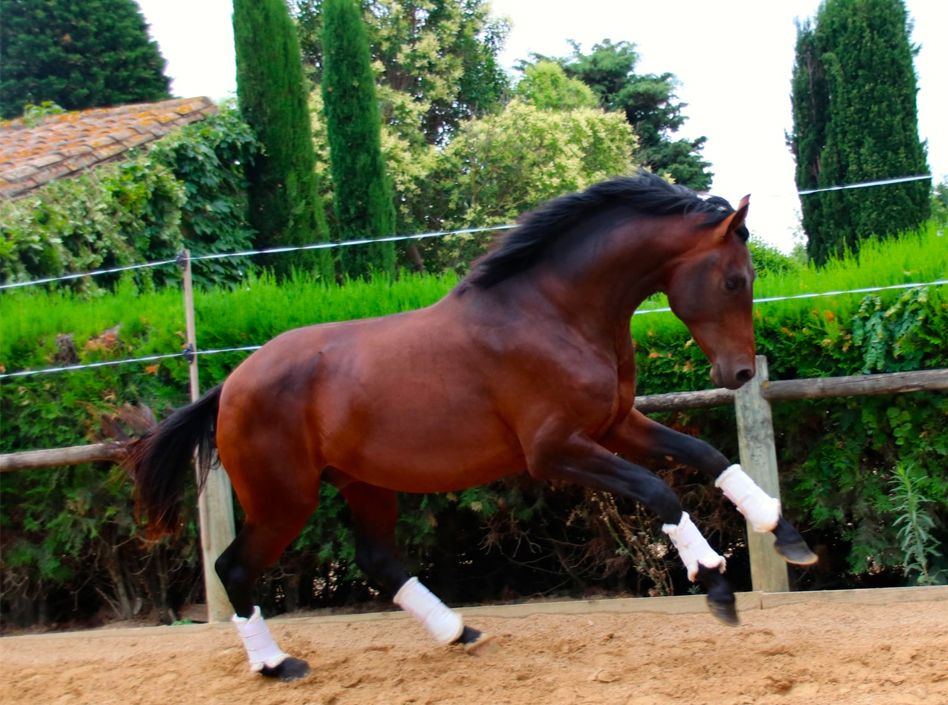 cheval a la vente au haras du Coussoul