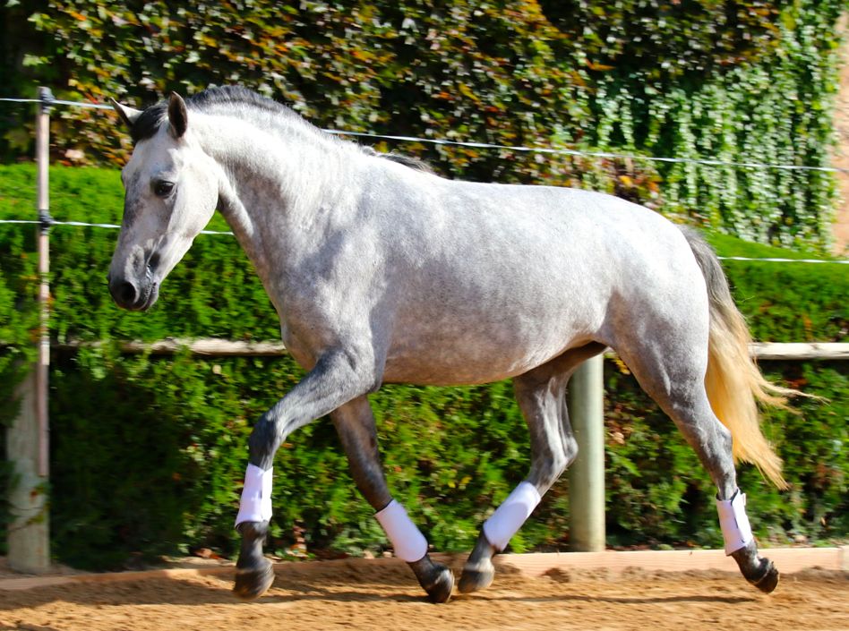 gazelle