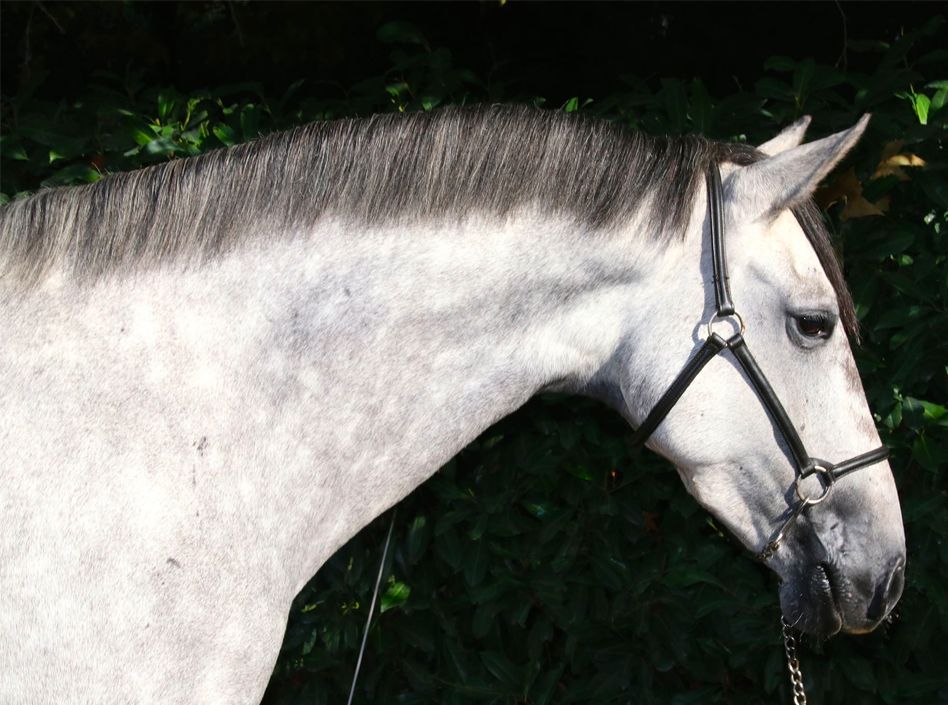 gazelle2 Etalons Semence disponible Chevaux à la vente Haras du Coussoul