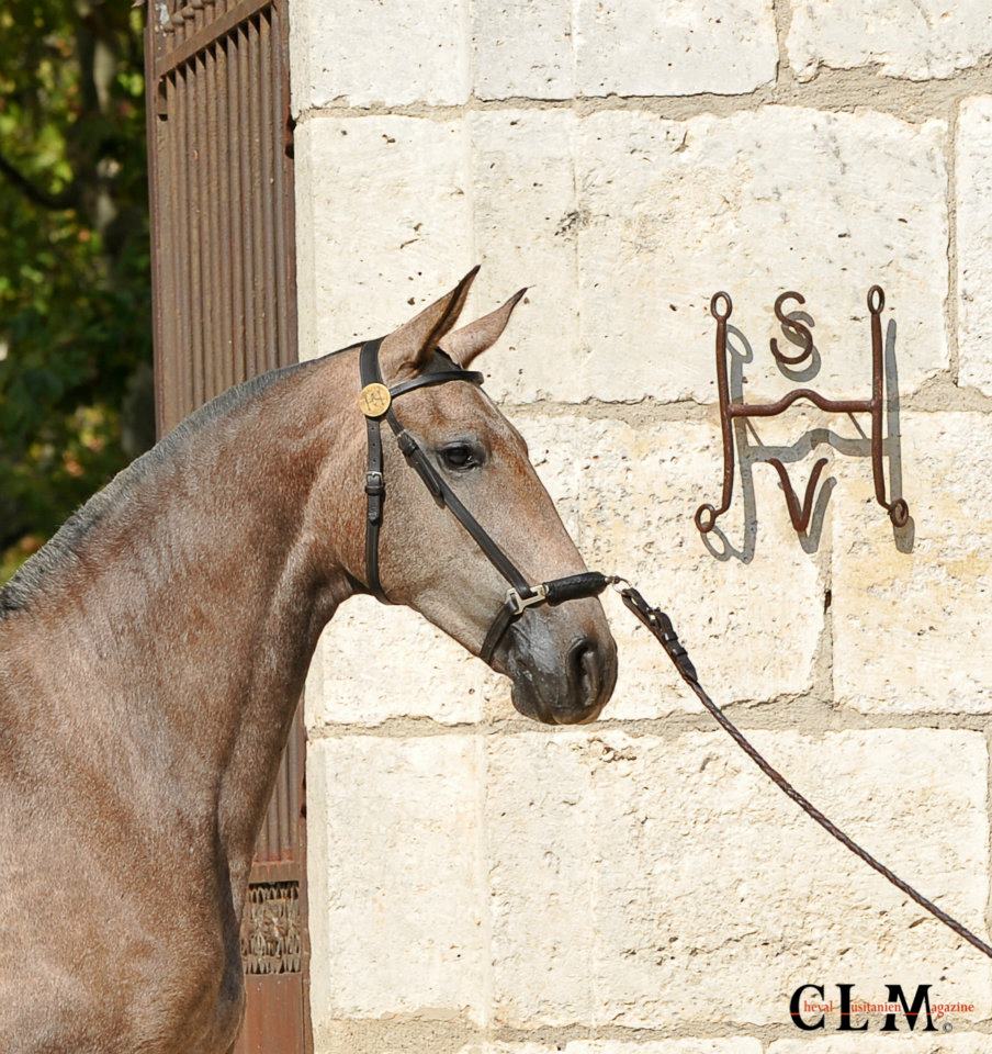 Etalons Semence disponible Chevaux à la vente Haras du Coussoul