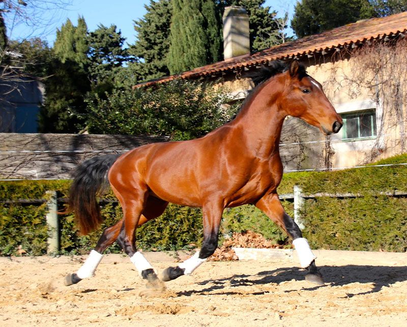 javelot 1
