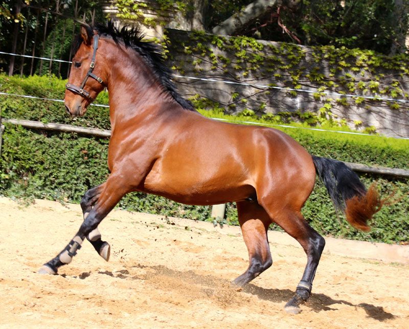 javelot 11