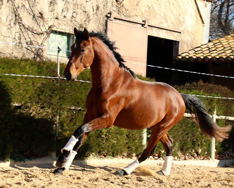 javelot 7