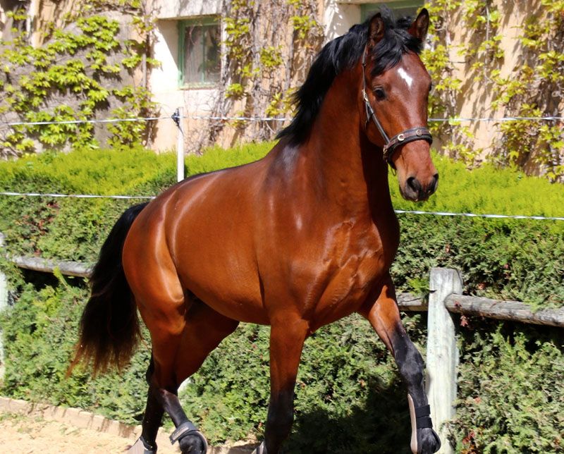 javelot 8