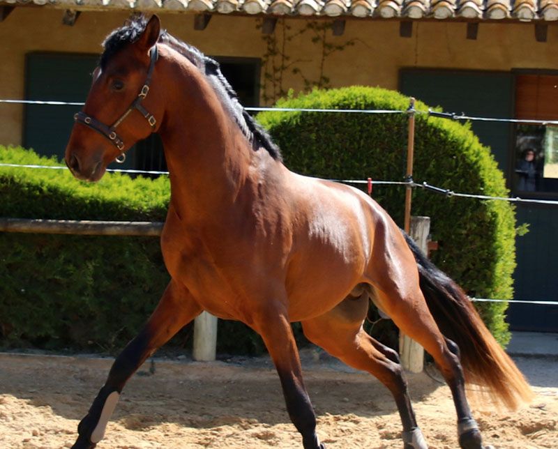 javelot 9