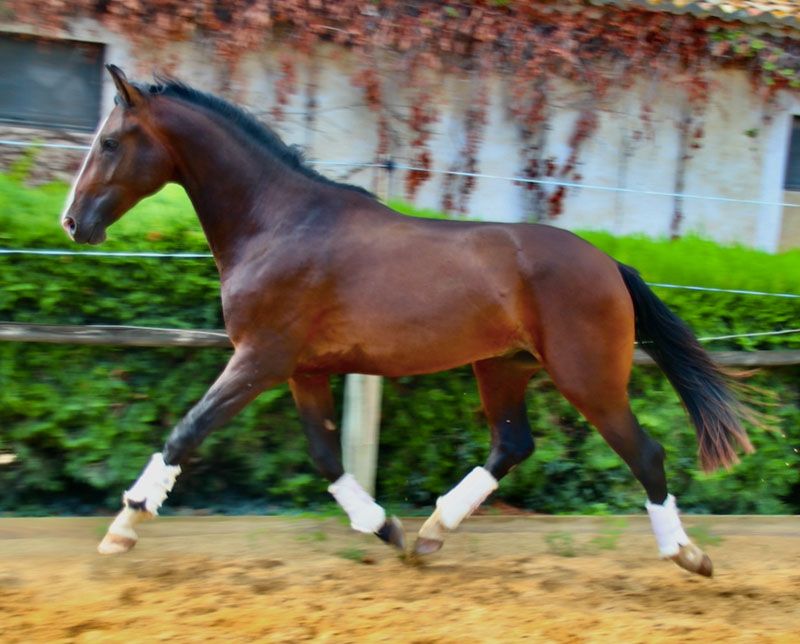 matisse3