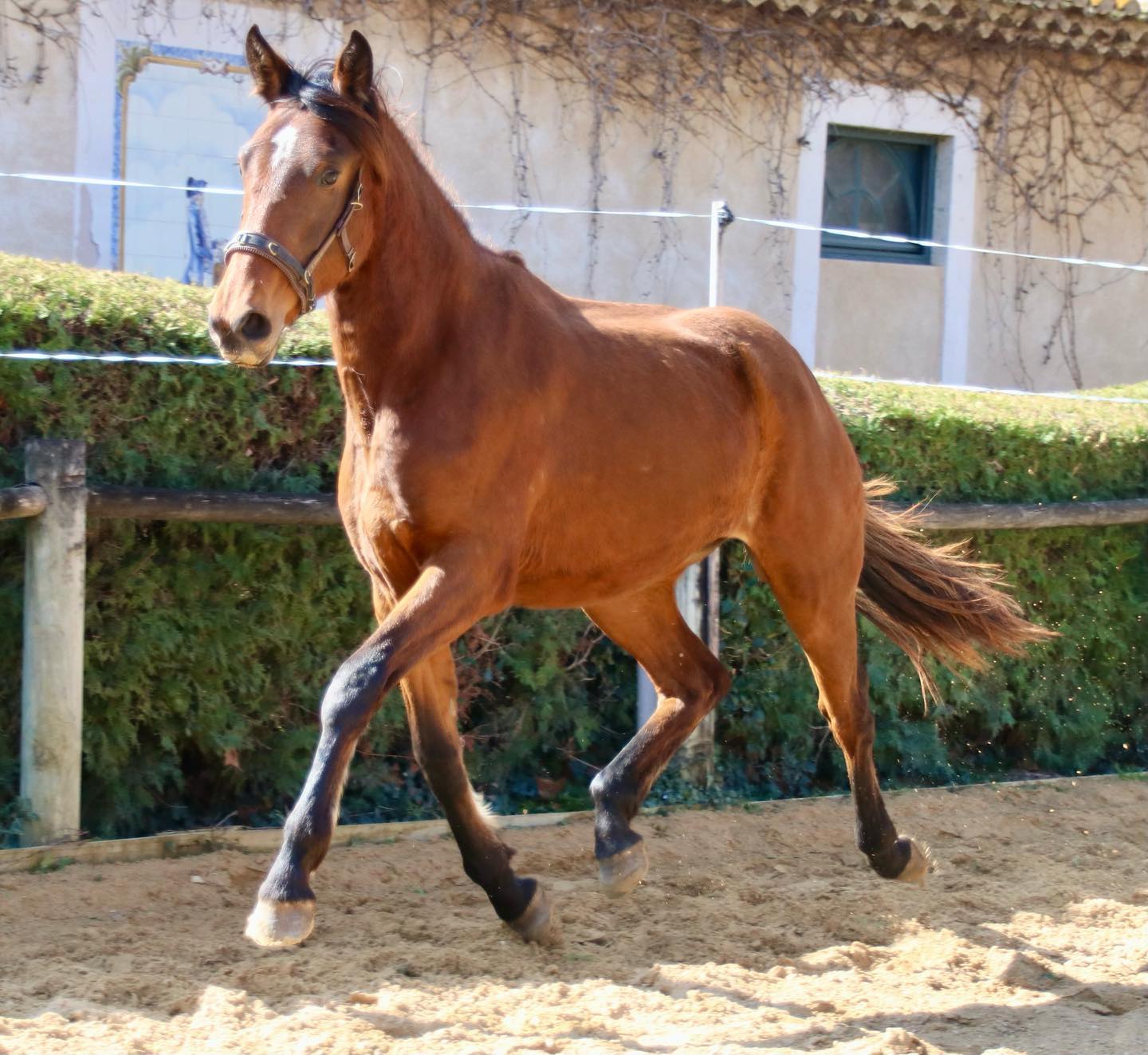 Miss Tango1