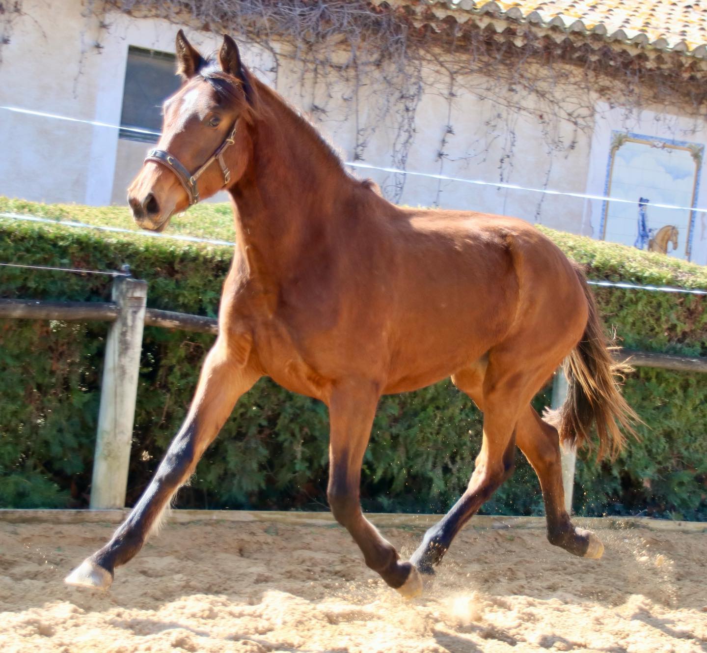 Miss Tango2