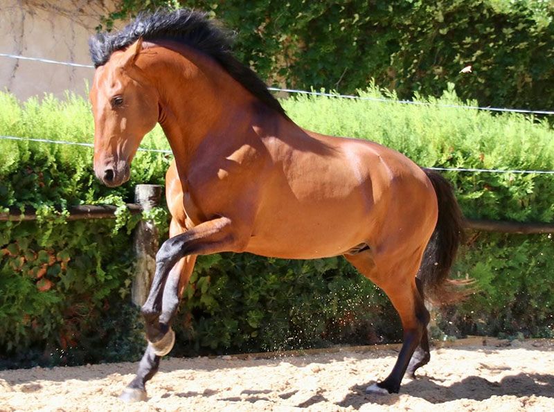 Kazaar2