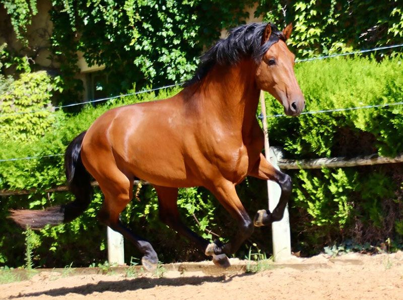 Kazaar6