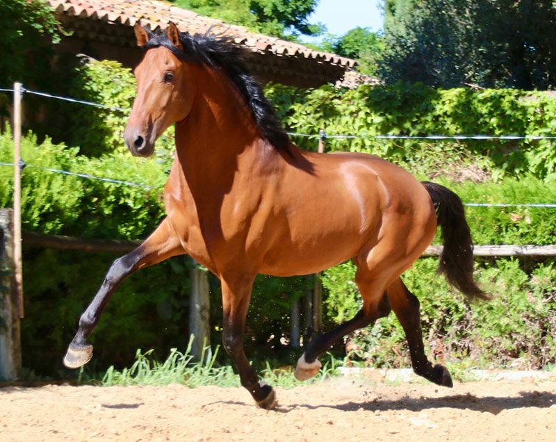 Kazaar7