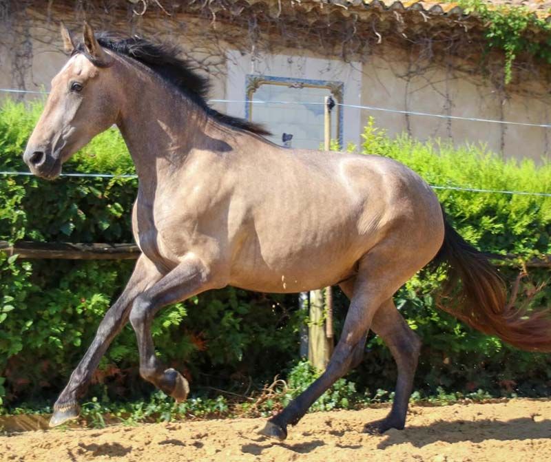 Lutece2